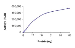 Sino Biological&nbsp;Recombinant Human EGFR Protein (D761Y, GST Tag), Active